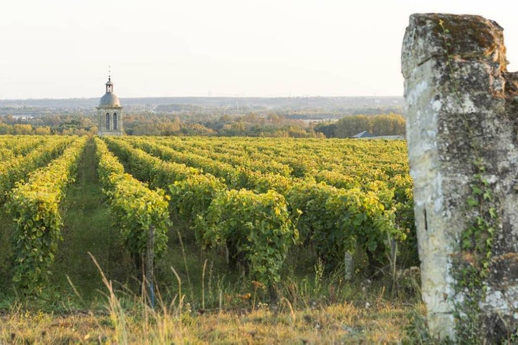 Studio Au Coeur Des Vignes Lägenhet Montlouis-sur-Loire Exteriör bild